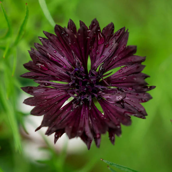 Black Button Centaurea Seed