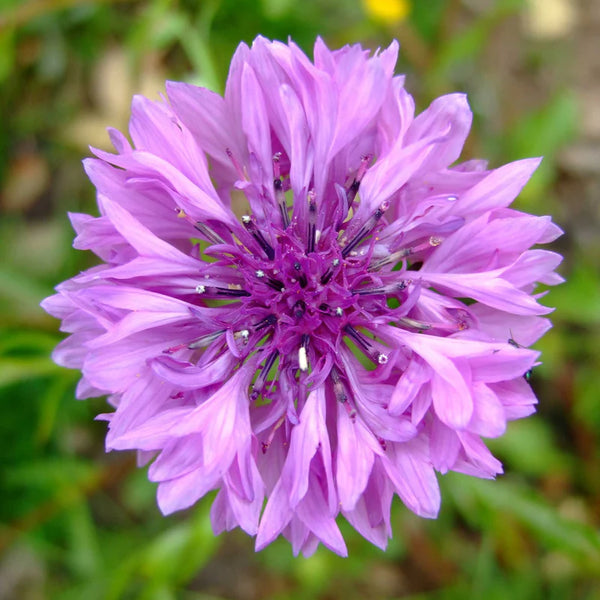 Mauve Cornflower / Bachelor Button Centaurea Seeds