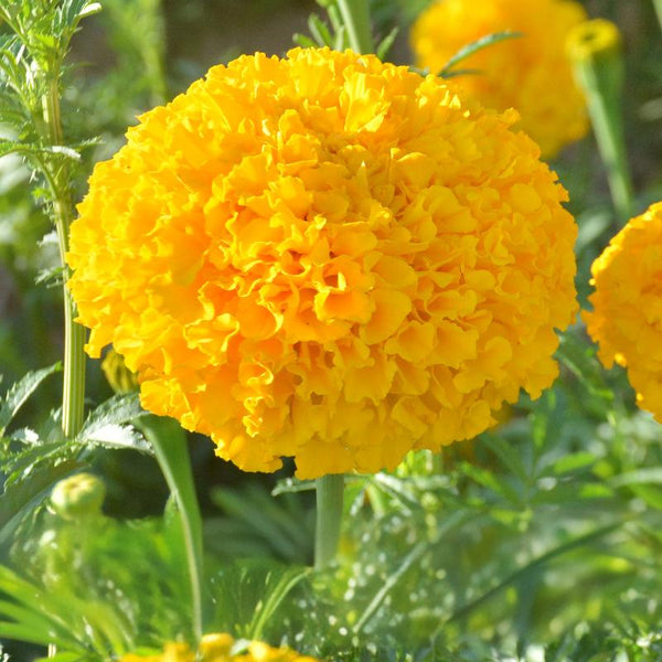 Yellow Marigold Seeds