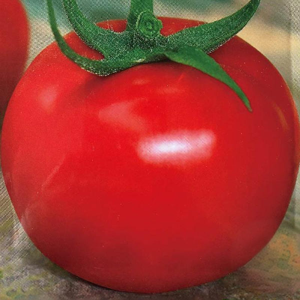 Big Beef Hybrid Tomato Seeds