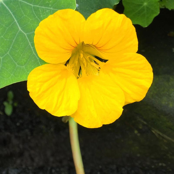 Alaska Gold Nasturtium Seeds