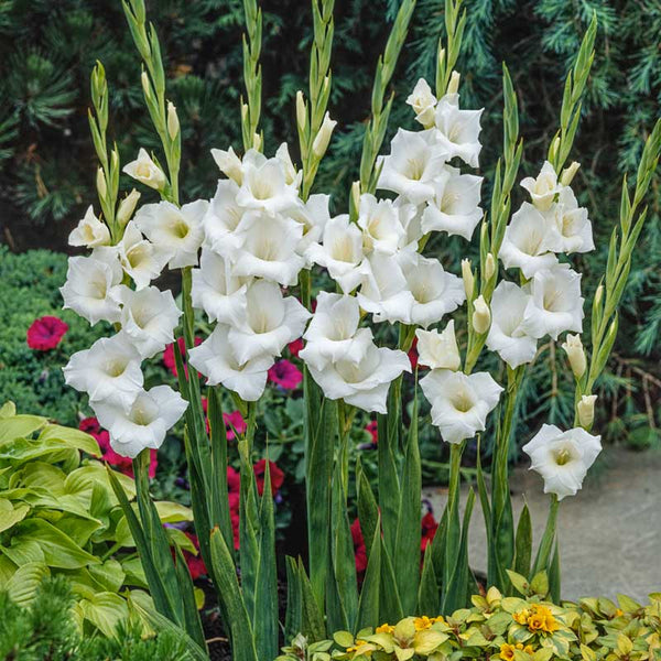 White Prosperity Gladiolus Flower Bulbs