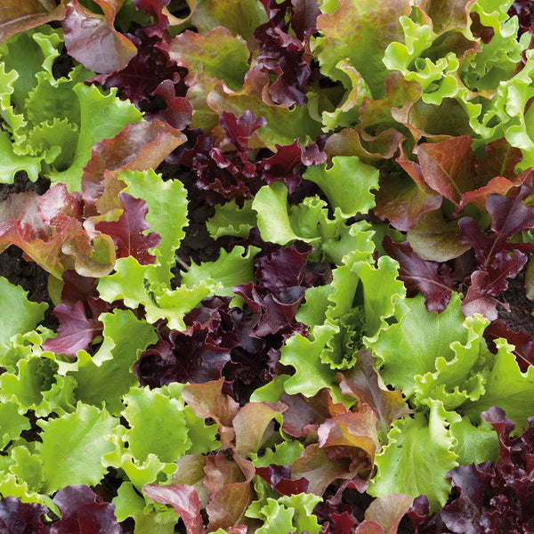 Micro Mini Greens Lettuce Seeds