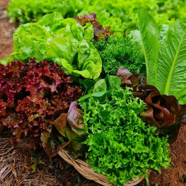 Summer Glory Blend Lettuce Seeds