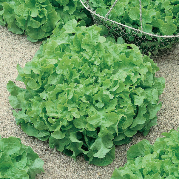 Sandy Lettuce Seeds