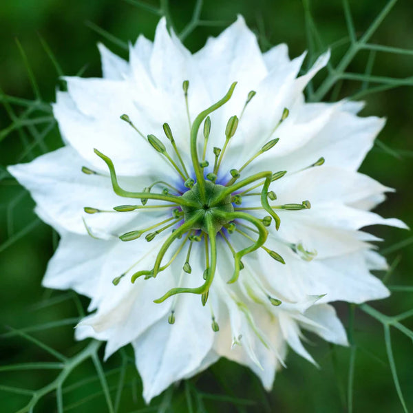 Miss Jekyll White Nigella Seed