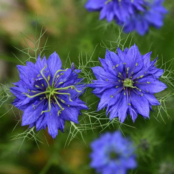 Persian Jewels Indigo Blue Nigella Seed