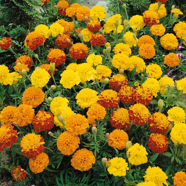 Hot Pak Mixture Marigold Seeds