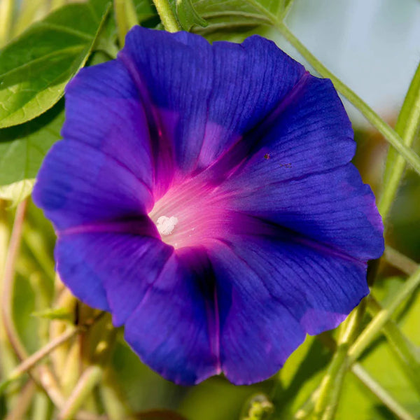 'Star Of Yelta' Morning Glory Vine Seeds