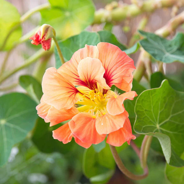 Gleam Salmon Nasturtium Seeds