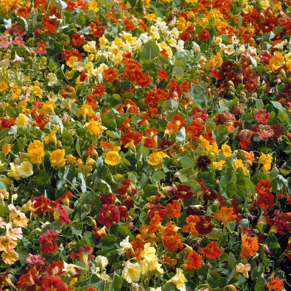 Jewel of Africa Nasturtium Seeds