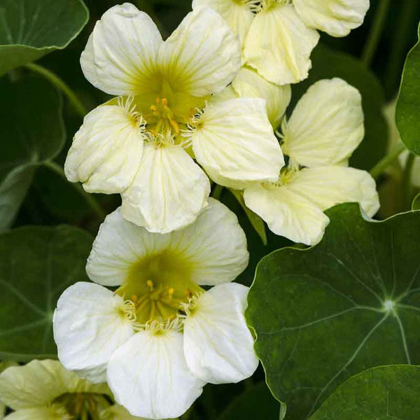 Yeti White Nasturtium Seeds