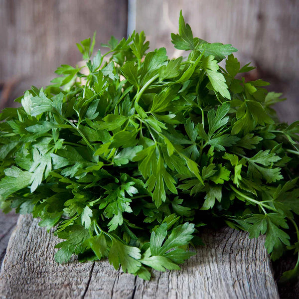 Italian Plain Leaf Parsley Seeds