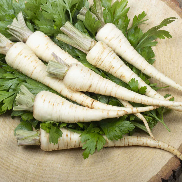 Albion F1 Hybrid Parsnip Seeds