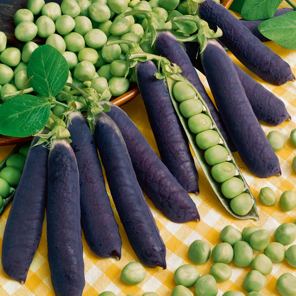 Blue Shelling Organic Pea Seeds