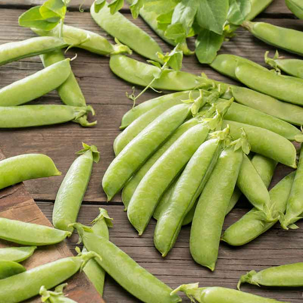 Super Sugar Snap Pea Seeds