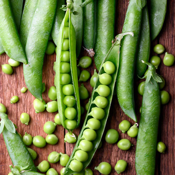 Lincoln Pea Seeds