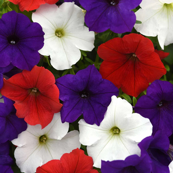 Shock Wave Volt Mix Petunia Seeds