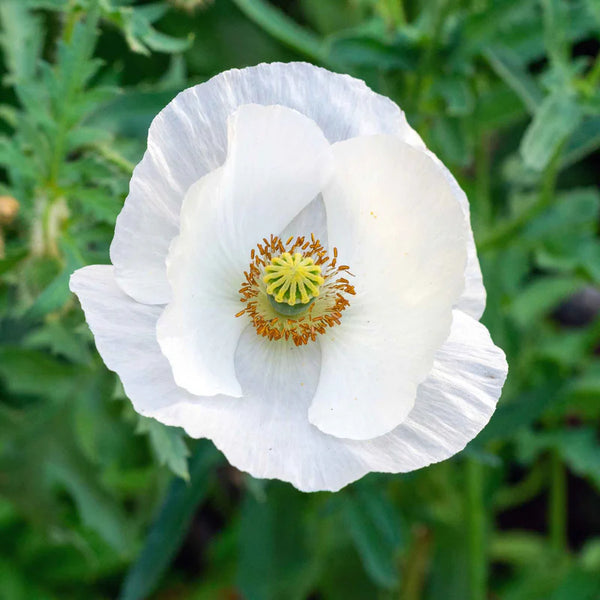 'Bridal Silk' Poppy Seeds