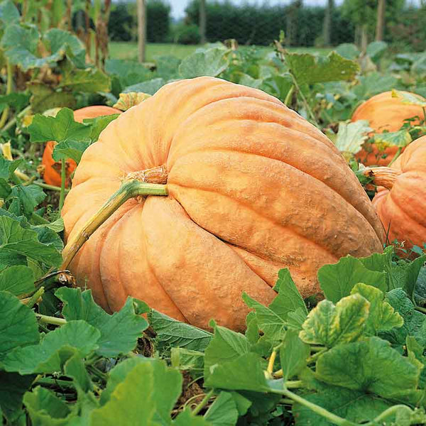 Atlantic Giant Pumpkin Seeds