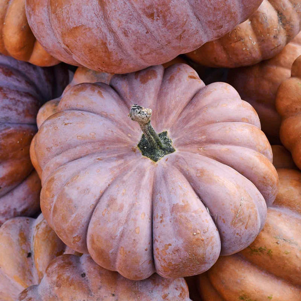 Musquee de Provence Pumpkin Seeds