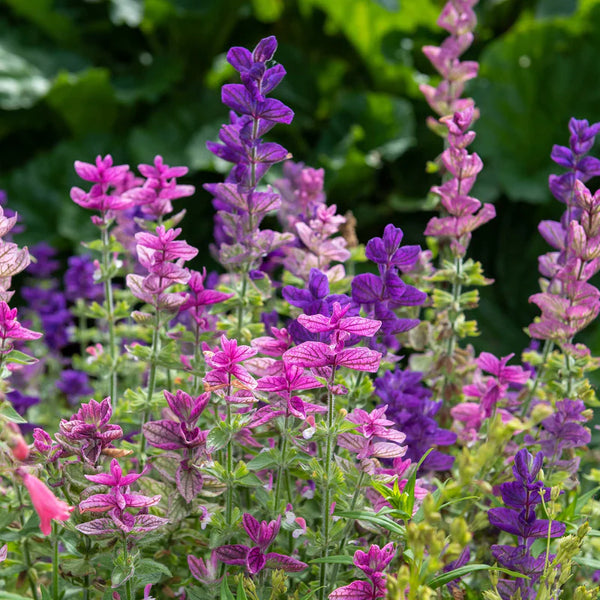 Tricolor Mix Clary Salvia Seeds