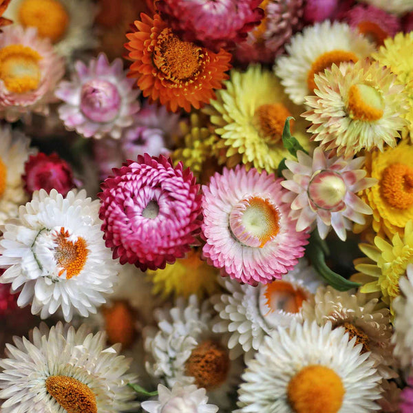 King Size Formula Mix Strawflower Seeds