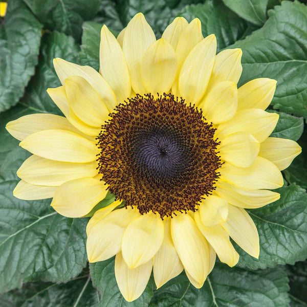 'Soluna Lemon' Sunflower Seeds