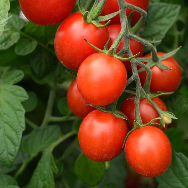 Sakura Organic Cherry Tomato Seeds