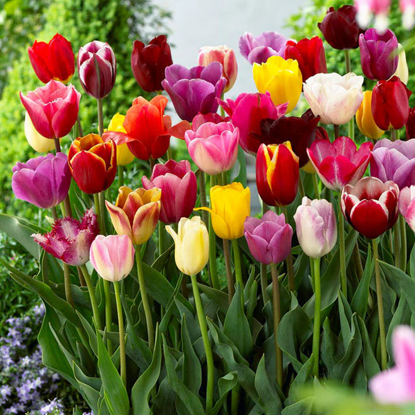 Tulipa Economy Medley Mix Tulip Bulbs